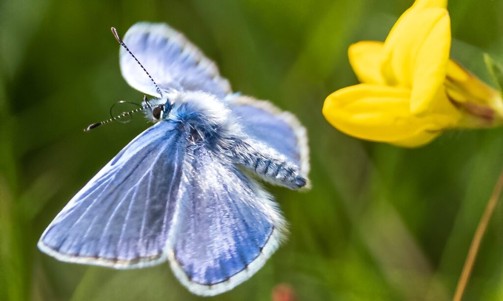 Butterflies create jet propulsion with a clap of their wings