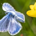 Butterflies create jet propulsion with a clap of their wings