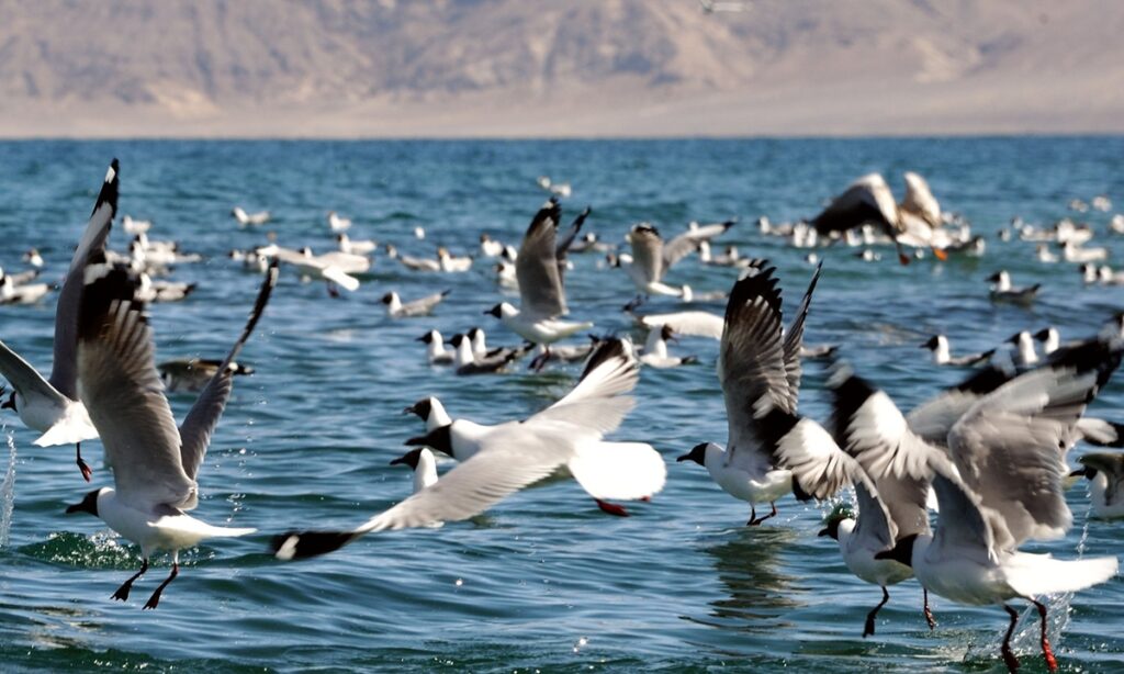 National reserve established to safeguard highest bird paradise