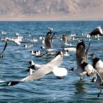 National reserve established to safeguard highest bird paradise