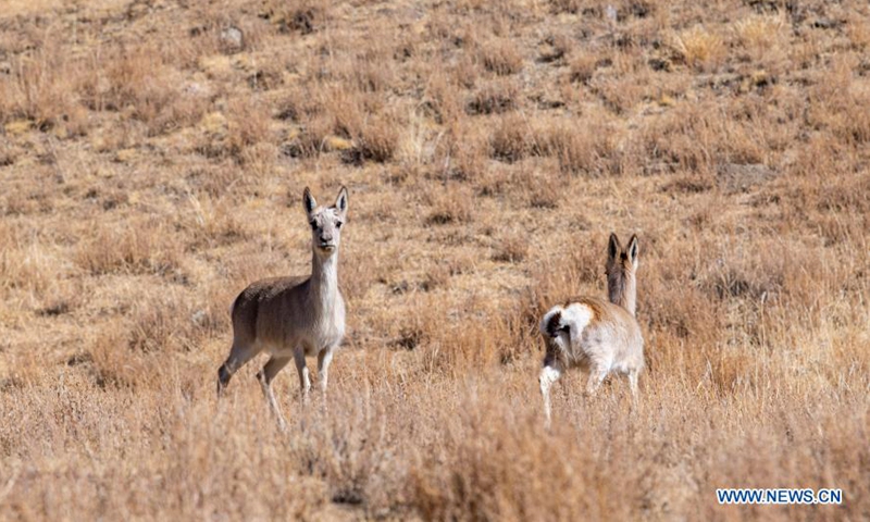 NGO calls for Spring Festival celebrations free of wild animal consumption