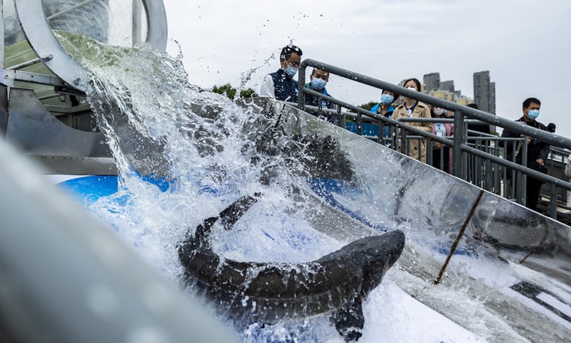 China releases endangered sturgeon into Yangtze River