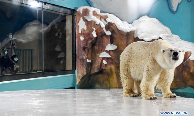 Polar bear hotel rejects criticism, saying animals ‘taken care of’