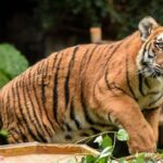 Two tigers shot dead after killing zookeeper in Central China’s Henan