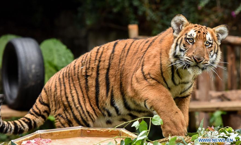 Two tigers shot dead after killing zookeeper in Central China’s Henan