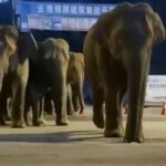 Surprise! 15 wild Asian elephants show up on street in Yunnan