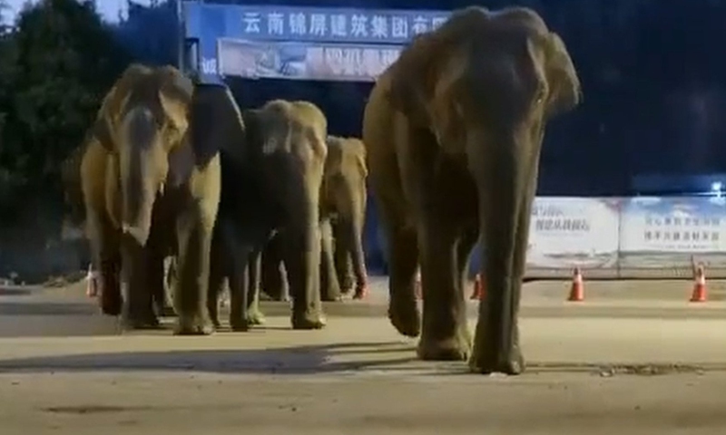 Surprise! 15 wild Asian elephants show up on street in Yunnan