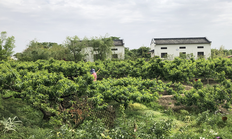 Visit to Wufang Village near Shanghai gives clues about China’s rural revitalization