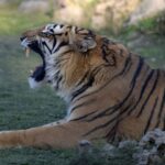 Zookeeper killed by tiger he breeds in east China city