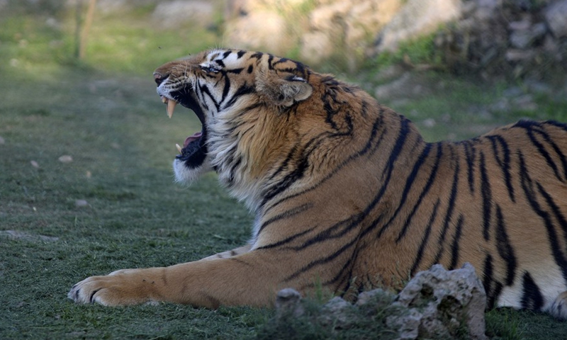 Zookeeper killed by tiger he breeds in east China city