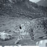 Behind snow leopards’ repopulation on Chinese plateau are economic transition and changed local lives