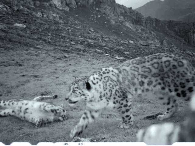 Behind snow leopards’ repopulation on Chinese plateau are economic transition and changed local lives