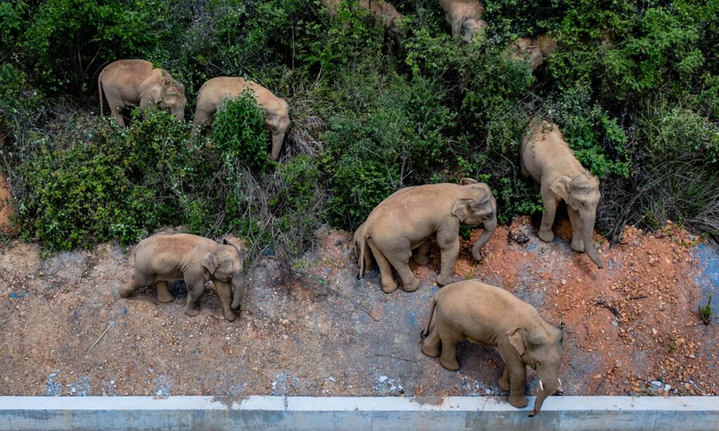 China’s migrating elephant herd heads further west