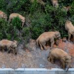 China’s migrating elephant herd heads further west