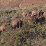 Wandering elephant herd heads south, time and route of return uncertain