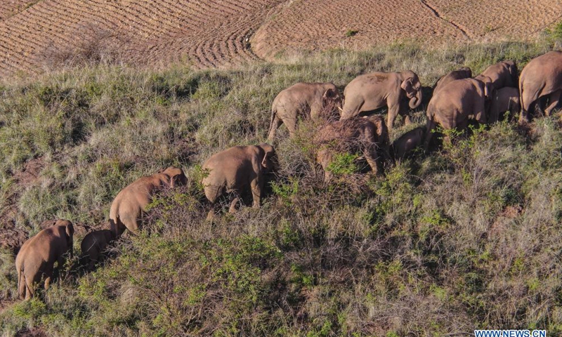 Wandering elephant herd heads south, time and route of return uncertain