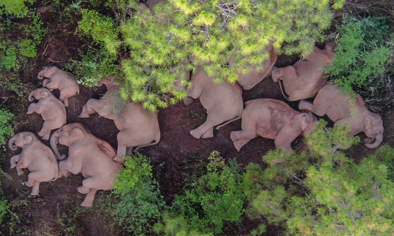 Wandering elephants in Yunnan help boost travel to the province