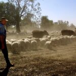 After fire and floods, Aussie farmers suffer devastating mouse plague