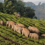 Wandering elephant herd ‘unlikely to go home’ as Yunnan enters rainy season