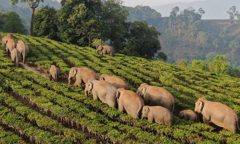 Wandering elephant herd ‘unlikely to go home’ as Yunnan enters rainy season