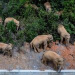 Party chief in Kunming vows full preparation for possible entry of wild Asian elephant herd into urban area