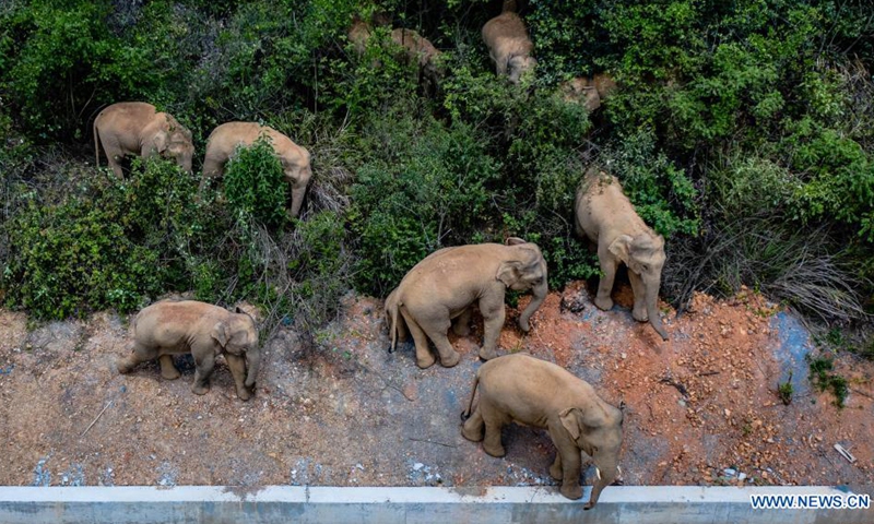 Party chief in Kunming vows full preparation for possible entry of wild Asian elephant herd into urban area