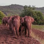 Farm produce company blames wild elephant march in SW China for delay in shipments