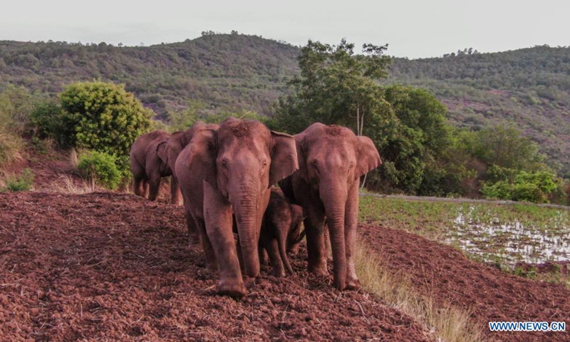 Farm produce company blames wild elephant march in SW China for delay in shipments