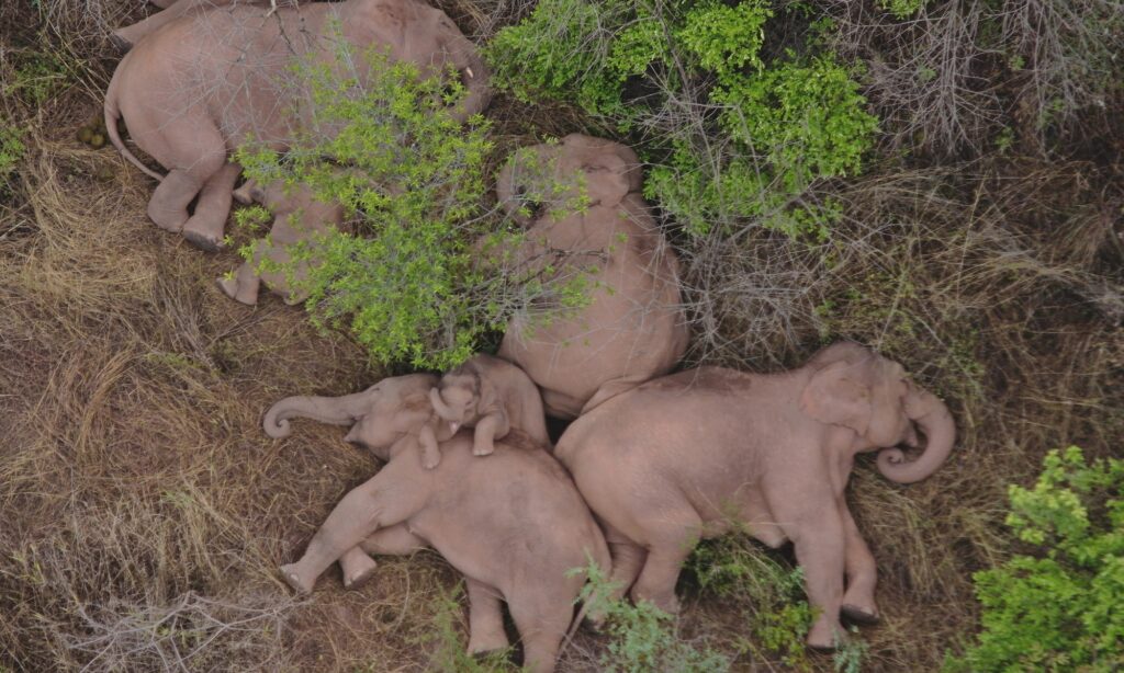 Wild elephants safe after 5.1-magnitude quake 15km away