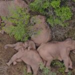 Wild elephants safe after 5.1-magnitude quake 15km away