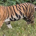 <strong>PM urges attention to tiger habitat security </strong>