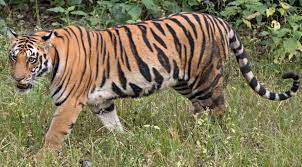 <strong>PM urges attention to tiger habitat security </strong>