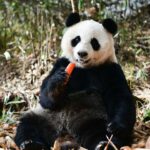 Protection of giant pandas won’t be weakened in China: official