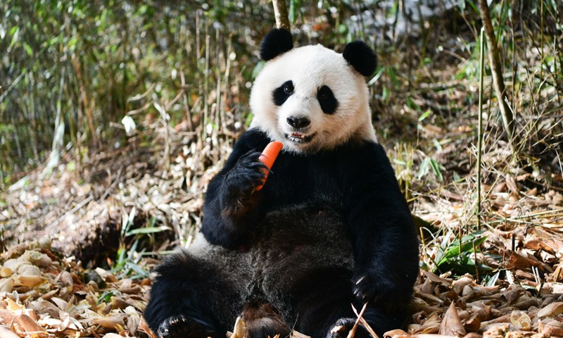 Protection of giant pandas won’t be weakened in China: official