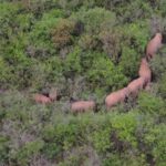 China’s migrating elephants move southeast