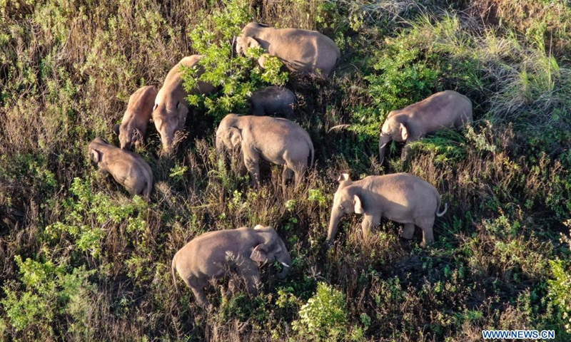 Stray wild elephant herd continues journey, attracting villagers’ attention