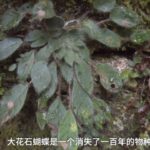 Two critically endangered species lost over a century found in Yunnan