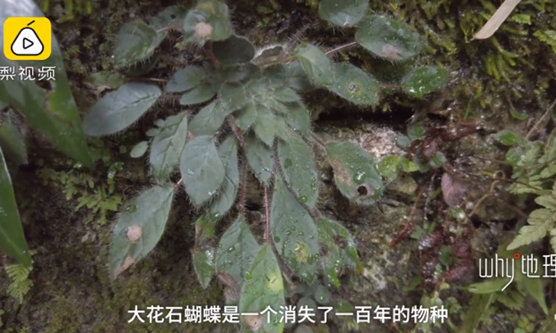 Two critically endangered species lost over a century found in Yunnan