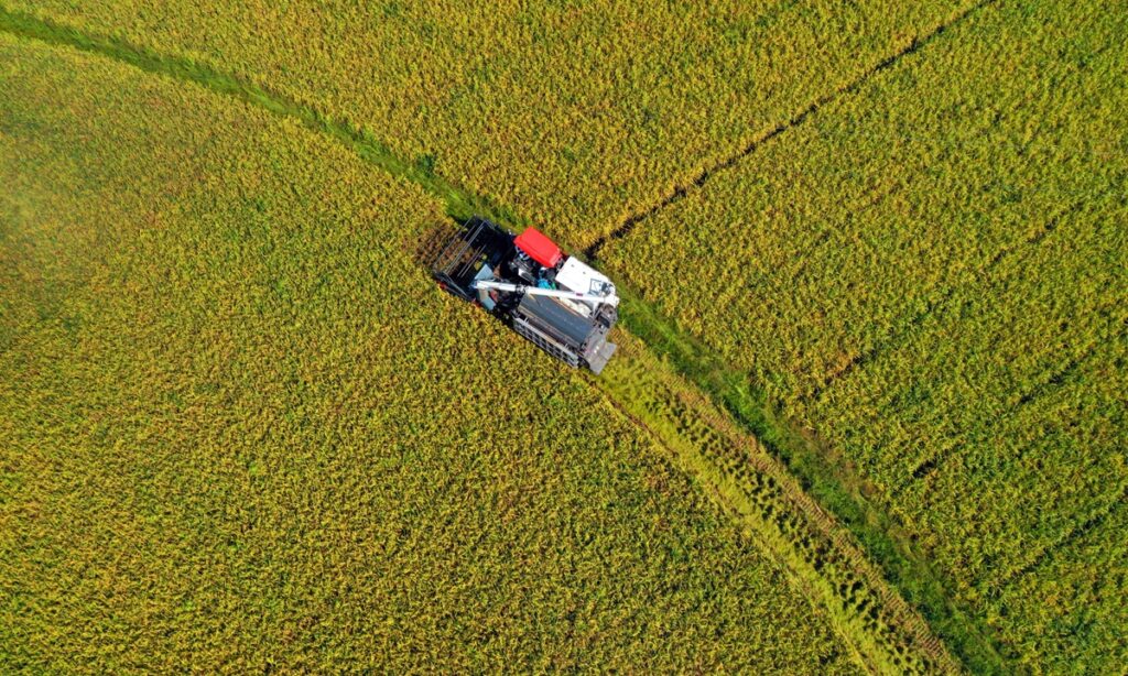 China’s summer grain harvest hits 145.82 million tons, up 2.1 percent y-o-y: NBS