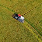 China’s summer grain harvest hits 145.82 million tons, up 2.1 percent y-o-y: NBS