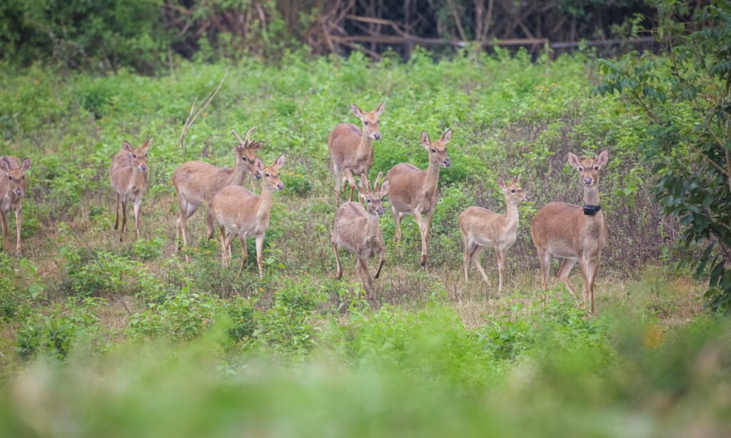 Biodiversity summit postponed