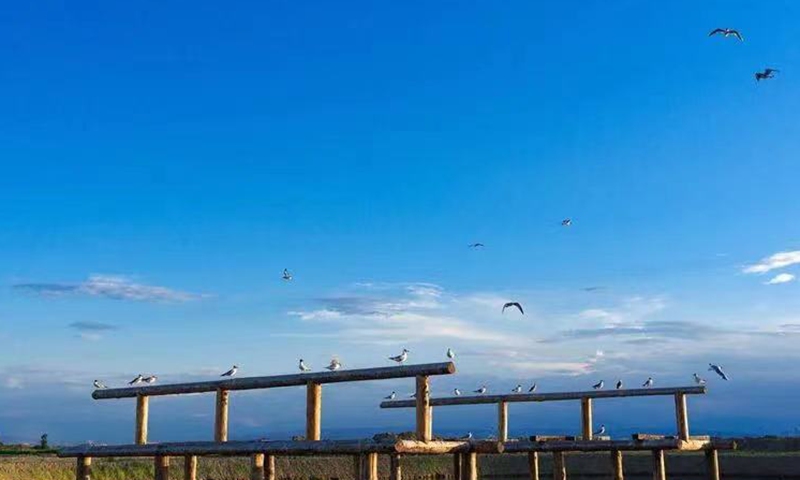 Migration of wild birds in the national wetlands park in Xinjiang attracts tourists and improves environment