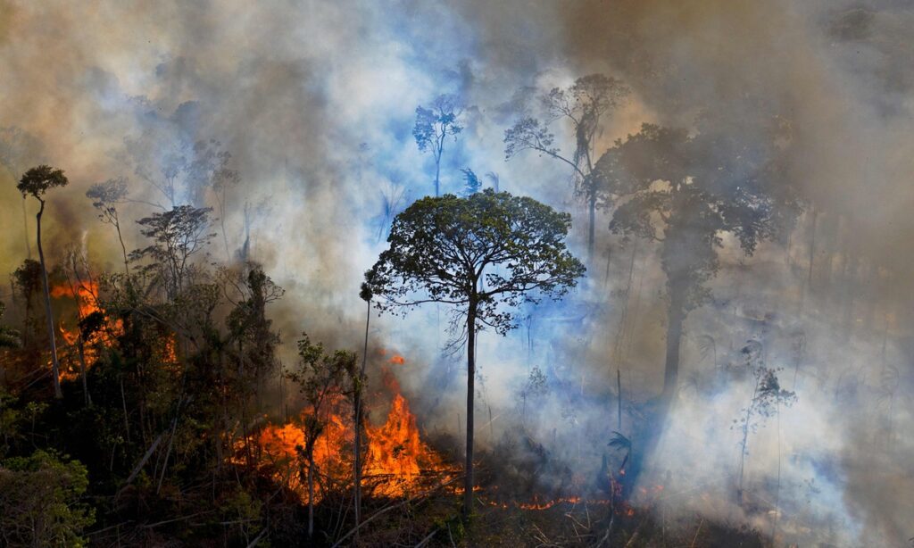 Amazon basin’s threatened species impacted by fires: study