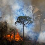 Amazon basin’s threatened species impacted by fires: study