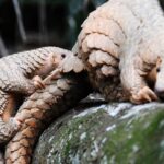 Animal trafficking scheme involving 8 tons of pangolin scales cracked in South China’s Zhuhai