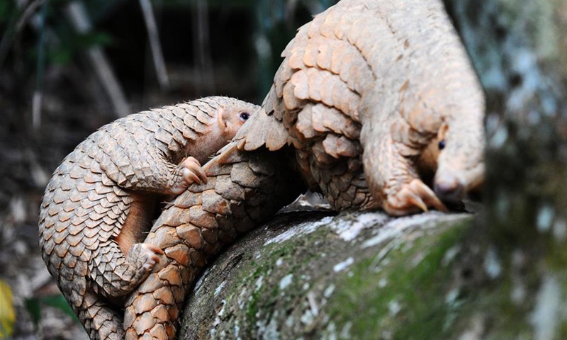 Animal trafficking scheme involving 8 tons of pangolin scales cracked in South China’s Zhuhai