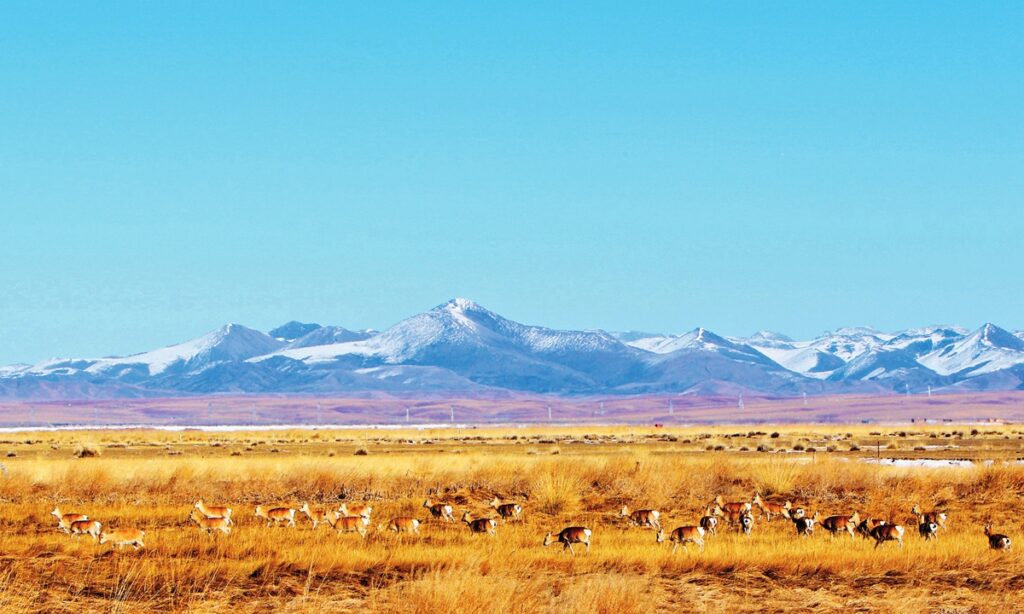 Revival of rare species reflects China’s biodiversity conservation