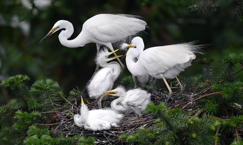 China releases its 1st white paper on biodiversity conservation on Friday