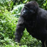 DR Congo park fetes endangered gorillas’ birth