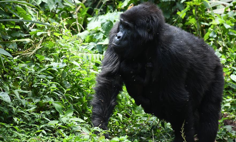 DR Congo park fetes endangered gorillas’ birth